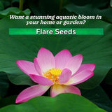 20 Pcs Japanese Bonsai Lotus Seeds Pack of 1